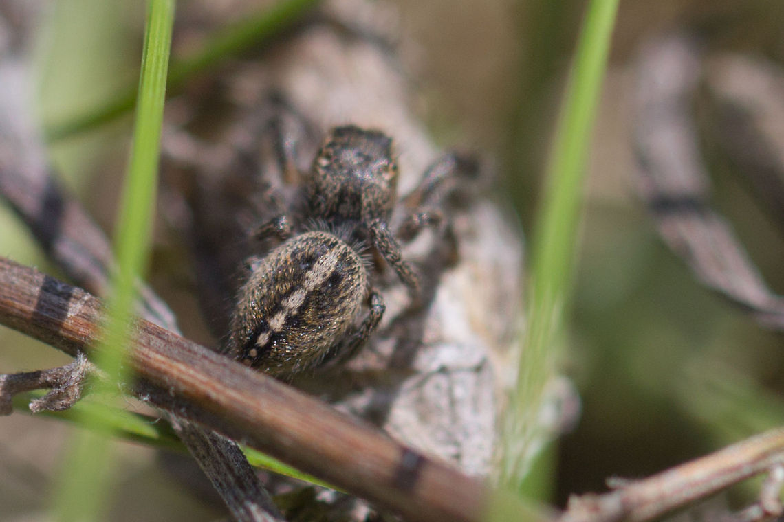 Jumping spider Jumping spider Bulgaria,Geotagged,Jumping spider,Pellenes seriatus,Salticoidea,arachnida,araneae,nature