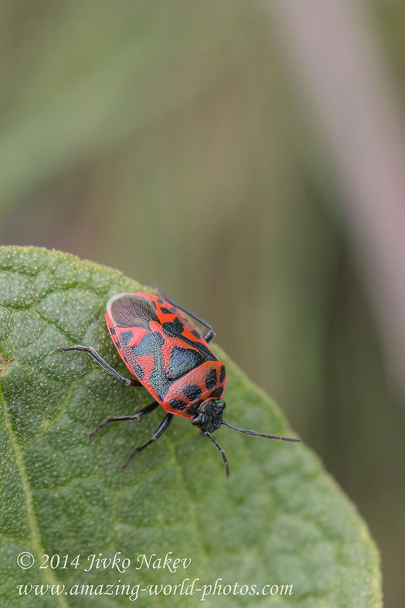 Cabbage shield bug Cabbage shield bug - Eurydema ornata Bulgaria,Cabbage shield bug,Eurydema ornata,Pentatomidae,Strachiini,insect,nature,red bug