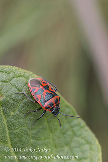 Cabbage shield bug Cabbage shield bug - Eurydema ornata Bulgaria,Cabbage shield bug,Eurydema ornata,Pentatomidae,Strachiini,insect,nature,red bug