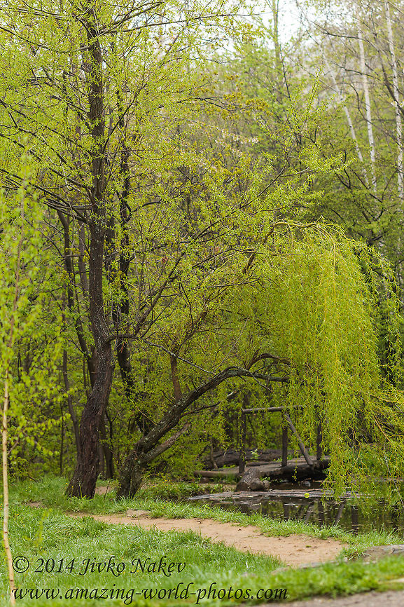 Weeping willow Weeping willow - Salix babylonica Bulgaria,Geotagged,Salix babylonica,Weeping willow,nature,plant,tree
