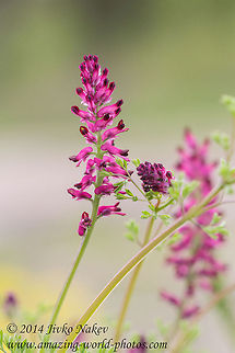 Common fumitory Common fumitory - Fumaria officinalis Bulgaria,Common fumitory,Earth smoke,Fumaria officinalis,Geotagged,nature,plant,red flower,wild flower