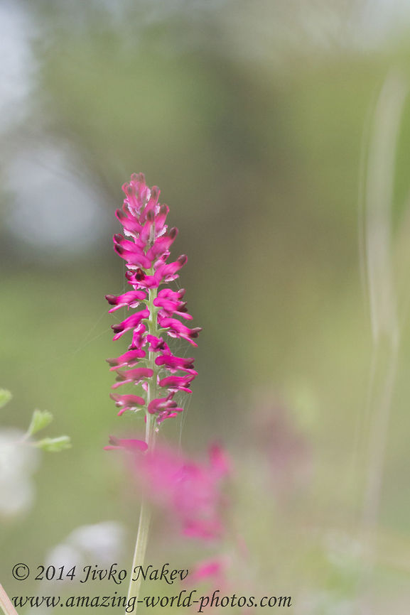Common fumitory Common fumitory - Fumaria officinalis Bulgaria,Common fumitory,Earth smoke,Fumaria officinalis,Geotagged,nature,plant,red flower,wild flower