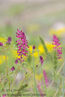 Common fumitory Common fumitory - Fumaria officinalis Bulgaria,Common fumitory,Earth smoke,Fumaria officinalis,Geotagged,nature,plant,red flower,wild flower