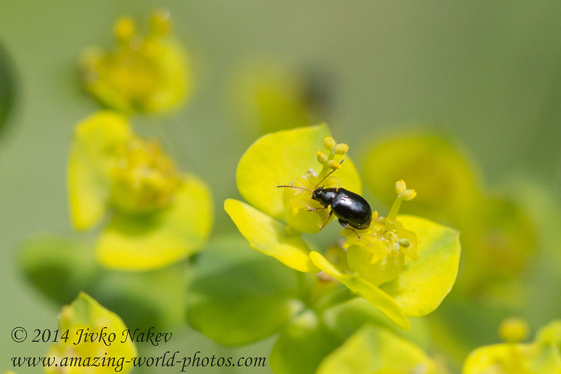 Leaf beetle Leaf beetle - Aphthona sp., most probably Aphthona nonstriata on Cypress spurge flower - Euphorbia cyparissias Aphthona sp,Bulgaria,Chrysomelidae,Cypress spurge,Euphorbia cyparissias,Geotagged,Leaf beetle,coleoptera,insect,nature,plant