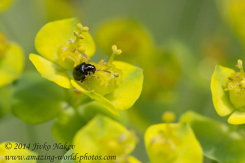 Leaf beetle Leaf beetle - Aphthona sp., most probably Aphthona nonstriata on Cypress spurge flower - Euphorbia cyparissias Aphthona sp,Bulgaria,Chrysomelidae,Cypress spurge,Euphorbia cyparissias,Geotagged,Leaf beetle,coleoptera,insect,nature,plant