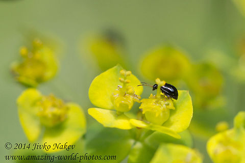 Leaf beetle Leaf beetle - Aphthona sp., most probably Aphthona nonstriata on Cypress spurge flower - Euphorbia cyparissias Aphthona sp,Bulgaria,Chrysomelidae,Cypress spurge,Euphorbia cyparissias,Geotagged,Leaf beetle,coleoptera,insect,nature,plant