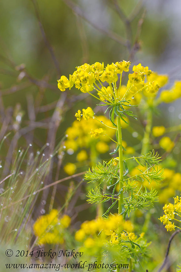 Cypress spurge Cypress spurge - Euphorbia cyparissias Bulgaria,Cypress spurge,Euphorbia cyparissias,Geotagged,nature,plant,wild flower