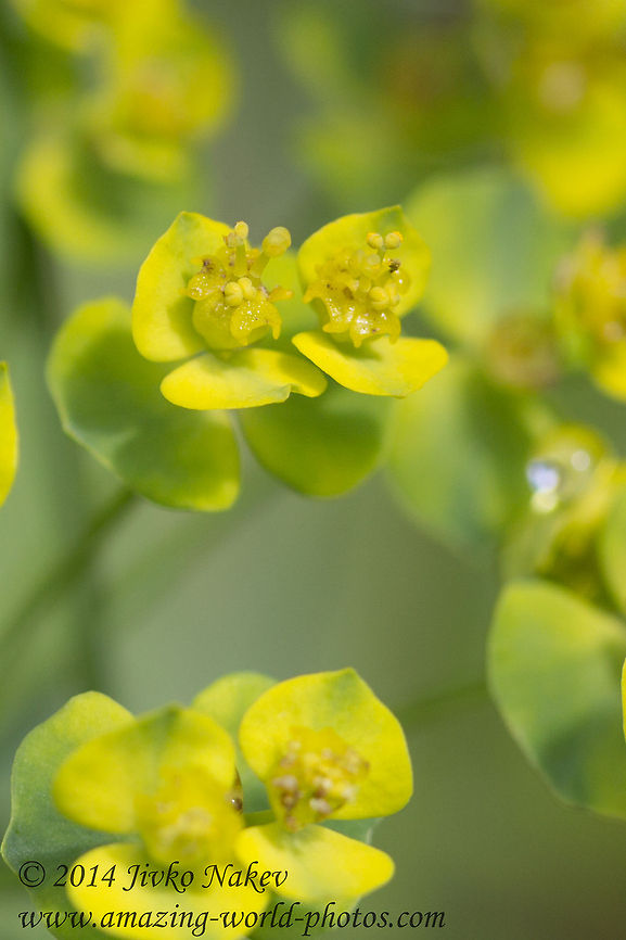 Cypress spurge flower close up Cypress spurge - Euphorbia cyparissias Bulgaria,Cypress spurge,Euphorbia cyparissias,Geotagged,nature,plant,wild flower