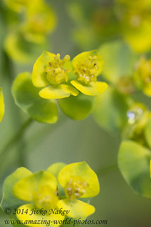 Cypress spurge flower close up Cypress spurge - Euphorbia cyparissias Bulgaria,Cypress spurge,Euphorbia cyparissias,Geotagged,nature,plant,wild flower