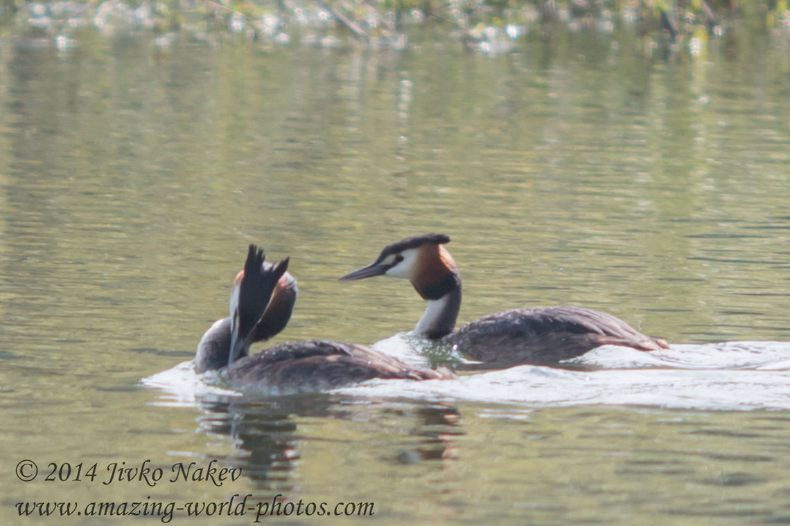 Great Crested Grebe Great Crested Grebe - Podiceps cristatus Bulgaria,Geotagged,Great Crested Grebe,Podiceps cristatus,bird,nature,water birds