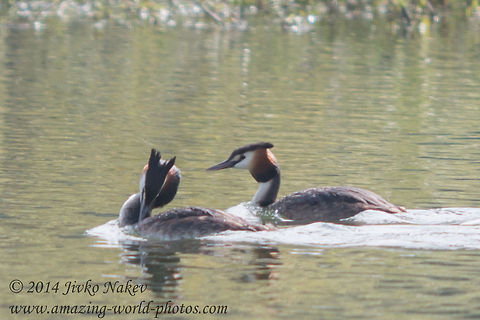 Great Crested Grebe Great Crested Grebe - Podiceps cristatus Bulgaria,Geotagged,Great Crested Grebe,Podiceps cristatus,bird,nature,water birds