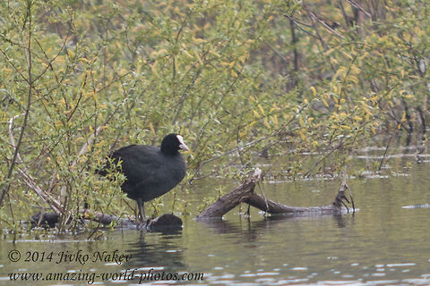 Eurasian Coot Eurasian Coot - Fulica atra Bulgaria,Eurasian Coot,Fulica atra,Geotagged,Gruiformes,Rallidae,birds,black bird,nature