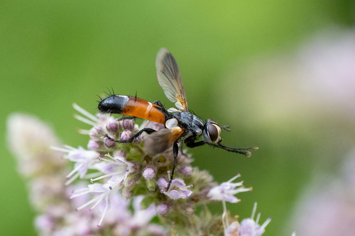 Tachinid fly - Cylindromyia brassicaria  Animalia,Arthropoda,Bulgaria,Cylindromyia brassicaria,Diptera,Europe,Geotagged,Insecta,Summer,Tachinid fly,Tachinidae,Vrachanski Balkan Nature Park,Wildlife