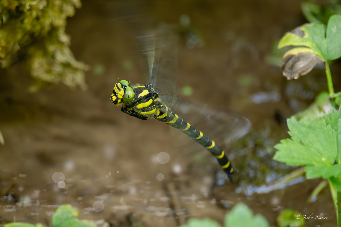 Sombre Goldenring laying eggs - Thecagaster bidentata According to some data sources the species name has been changed to Thecagaster bidentata. Since the Wikipedia page hasn&#039;t been updated yet, I don&#039;t think we need to change our record at this stage. Animalia,Arthropoda,Bulgaria,Cordulegaster bidentata,Cordulegastridae,Dragonfly,Europe,Geotagged,Insecta,Odonata,Sombre Goldenring,Summer,Thecagaster bidentata,Two-toothed Goldenring,Vrachanski Balkan Nature Park,Wildlife