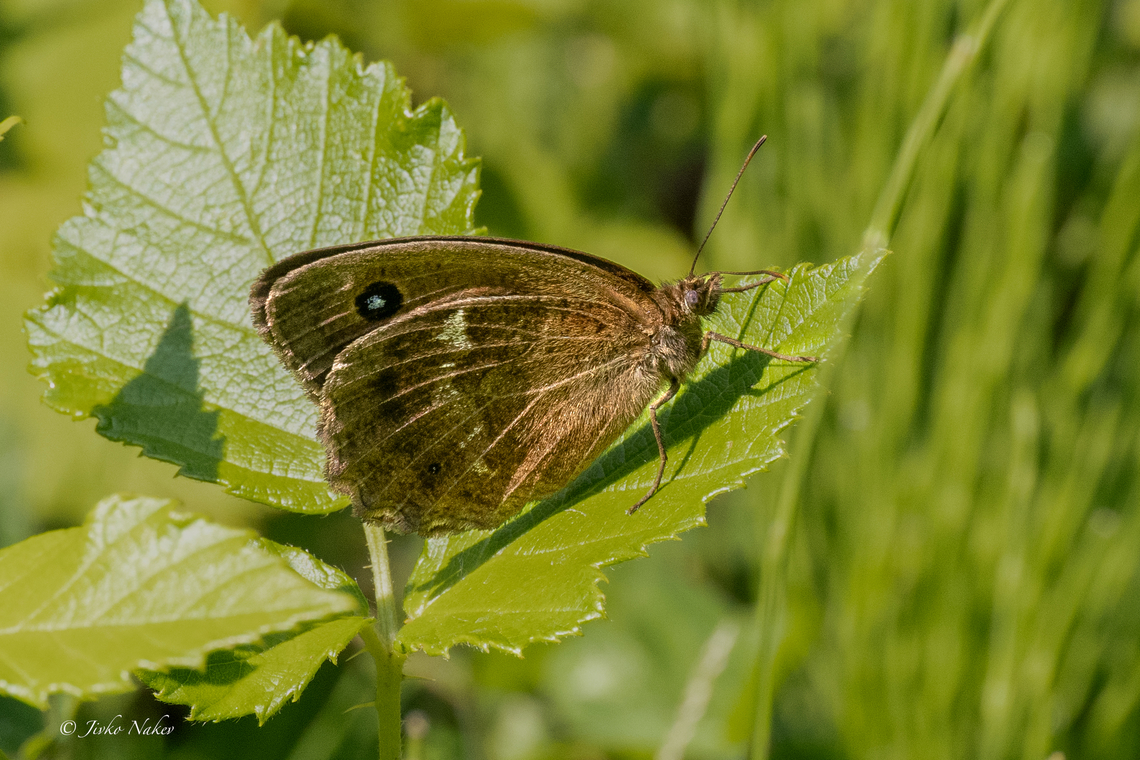 Dryad - Minois dryas  Animalia,Arthropoda,Brush-footed butterfly,Bulgaria,Butterflies,Dryad,Europe,Geotagged,Insecta,Lepidoptera,Minois dryas,Nymphalidae,Papilionoidea,Summer,Vrachanski Balkan Nature Park,Wildlife