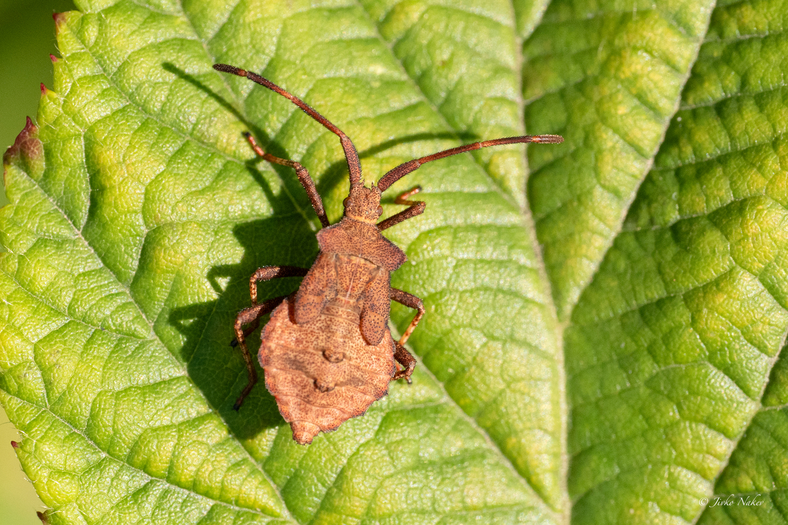 Dock bug adult nymph - Coreus marginatus <figure class="photo"><a href="https://www.jungledragon.com/image/26980/dock_bug.html" title="Dock bug"><img src="https://s3.amazonaws.com/media.jungledragon.com/images/1332/26980_thumb.jpg?AWSAccessKeyId=05GMT0V3GWVNE7GGM1R2&Expires=1769040010&Signature=laniOwFLlRDsmcTYsq7PRj%2FAjAQ%3D" width="102" height="152" alt="Dock bug Dock bug giving ride to some Velvet mites.<br />
https://www.jungledragon.com/image/170650/dock_bug_adult_nymph_-_coreus_marginatus.html Animalia,Arachnida,Arthropoda,Bulgaria,Coreidae,Coreus marginatus,Dendrarium Botanical Garden,Dock bug,Europe,Geotagged,Hemiptera,Insecta,Parasitengona,Prostigmata,Summer,Trombidiformes,Velvet mite,Vitosha Mountain Nature Park,Wildlife" /></a></figure> Animalia,Arthropoda,Bulgaria,Coreidae,Coreoidea,Coreus marginatus,Dock bug,Europe,Geotagged,Hemiptera,Insecta,Summer,Vrachanski Balkan Nature Park,Wildlife