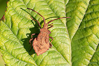 Dock bug adult nymph - Coreus marginatus https://www.jungledragon.com/image/26980/dock_bug.html Animalia,Arthropoda,Bulgaria,Coreidae,Coreoidea,Coreus marginatus,Dock bug,Europe,Geotagged,Hemiptera,Insecta,Summer,Vrachanski Balkan Nature Park,Wildlife