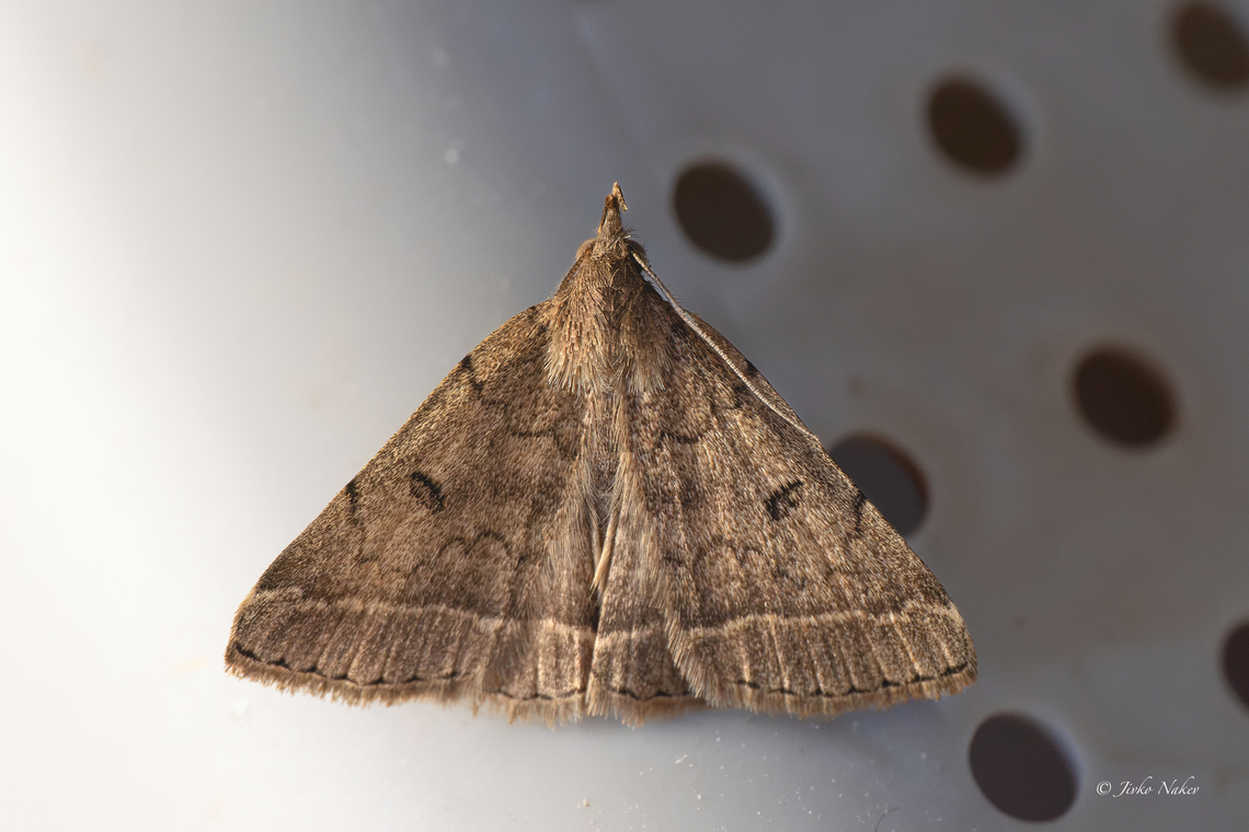Dusky Fan-foot - Zanclognatha zelleralis Correction!  Animalia,Arthropoda,Bulgaria,Dusky fan-foot,Erebidae,Europe,Geotagged,Insecta,Lepidoptera,Moths,Noctuoidea,Sofia,Summer,Wildlife,Zanclognatha zelleralis