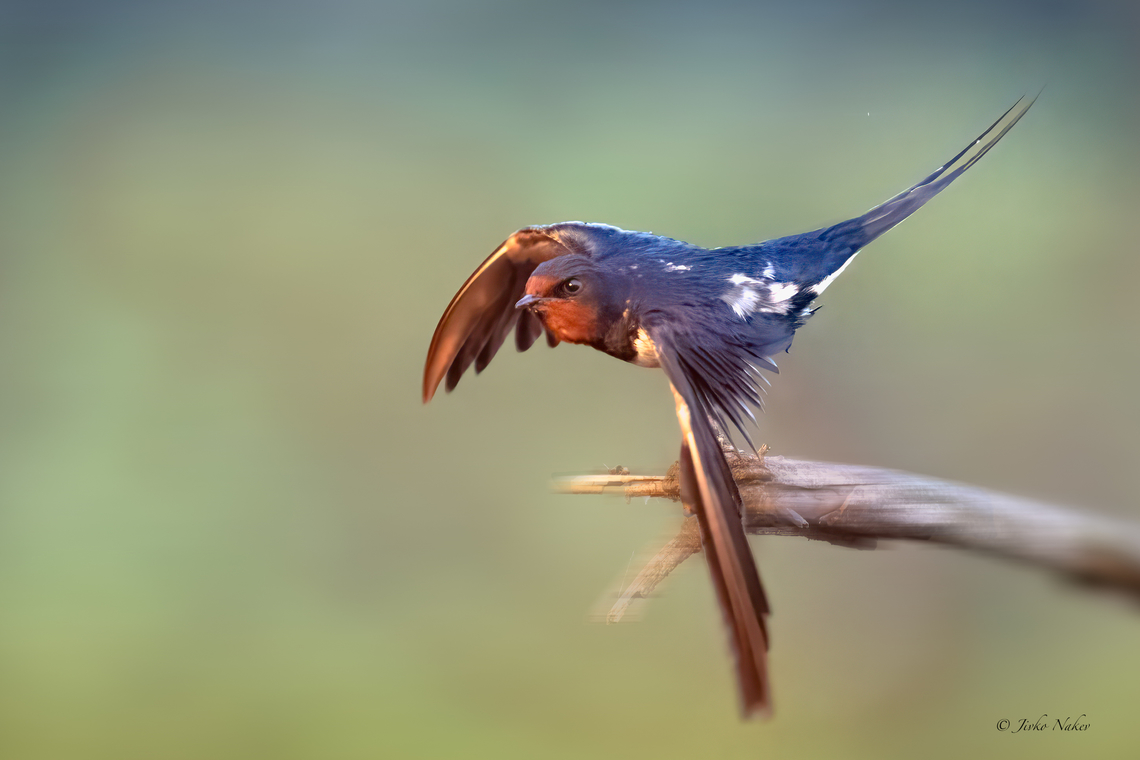 Barn swallow - Hirundo rustica  1jd,Animalia,Aves,Barn Swallow,Barn swallow,Bulgaria,Chordata,Europe,Geotagged,Hirundinidae,Hirundo rustica,Palakaria Protected Area,Passeriformes,Passerine,Summer,Wildlife