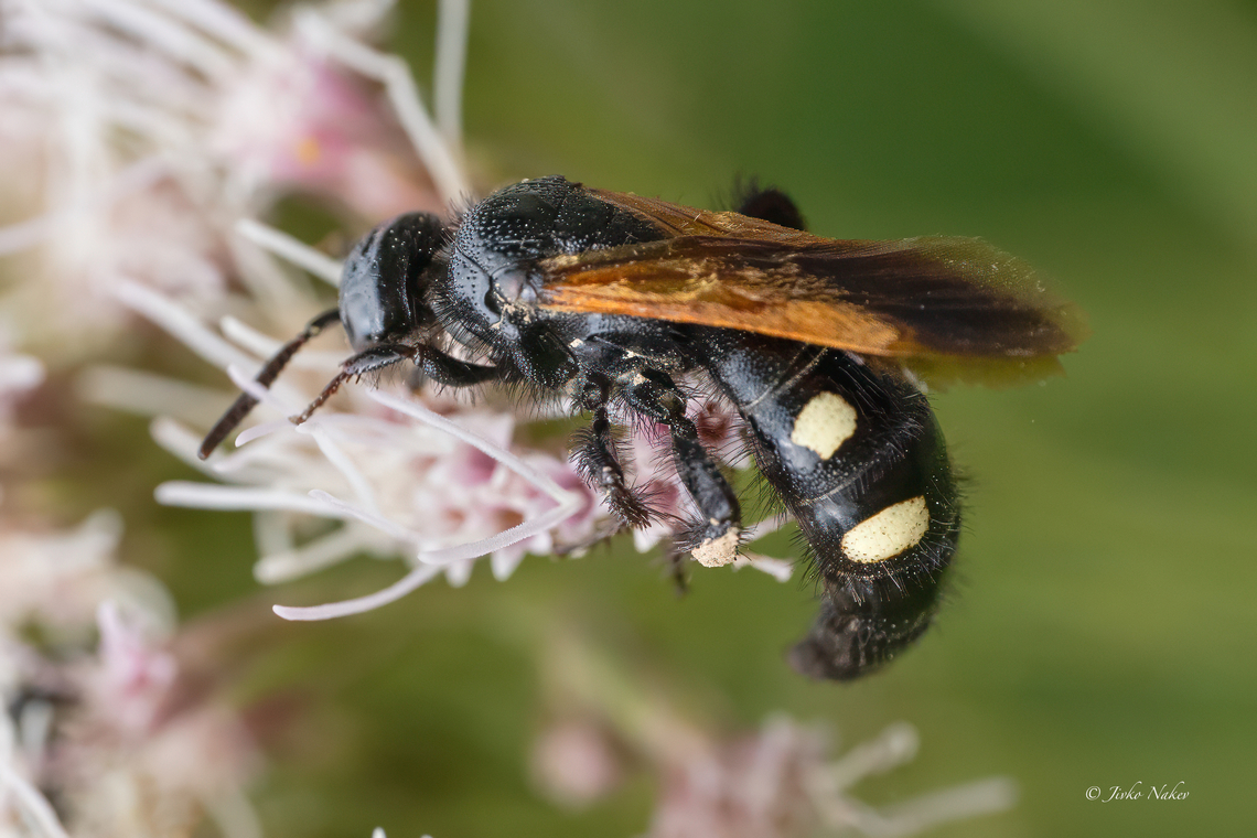 Six-spotted Scolia - Scolia sexmaculata It was quite a challenge to catch this little busy guy - didn&#039;t stop moving even in a fraction of a second.  Animalia,Apocrita,Arthropoda,Bulgaria,Europe,Geotagged,Hymenoptera,Insecta,Scolia sexmaculata,Scolid wasps,Scoliidae,Six-spotted Scolia,Six-spotted Scolid,Summer,Vespoidea,Vrachanski Balkan Nature Park,Wildlife