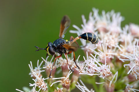 Waisted Beegrabber - Physocephala rufipes Endoparasite to bumblebеes, wasp mimicing fly. Animalia,Arthropoda,Bulgaria,Conopidae,Diptera,Europe,Geotagged,Insecta,Physocephala rufipes,Summer,Vrachanski Balkan Nature Park,Waisted Beegrabber,Wildlife
