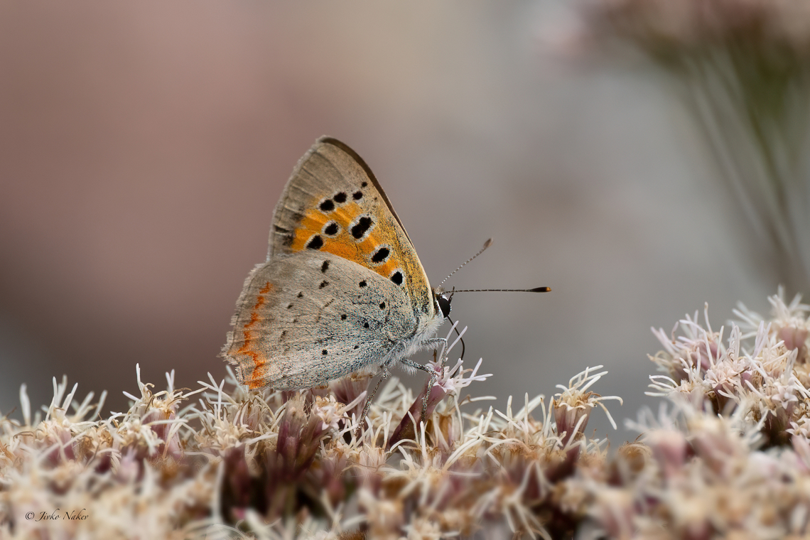 Grecian Copper - Polyommatus ottomanus  Animalia,Arthropoda,Bulgaria,Butterflies,Europe,Geotagged,Gossamer-winged butterflies,Grecian Copper,Insecta,Lepidoptera,Lycaena ottomana,Lycaenidae,Papilionoidea,Polyommatus ottomanus,Summer,Vrachanski Balkan Nature Park,Wildlife