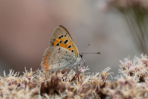 Grecian Copper - Polyommatus ottomanus  Animalia,Arthropoda,Bulgaria,Butterflies,Europe,Geotagged,Gossamer-winged butterflies,Grecian Copper,Insecta,Lepidoptera,Lycaena ottomana,Lycaenidae,Papilionoidea,Polyommatus ottomanus,Summer,Vrachanski Balkan Nature Park,Wildlife