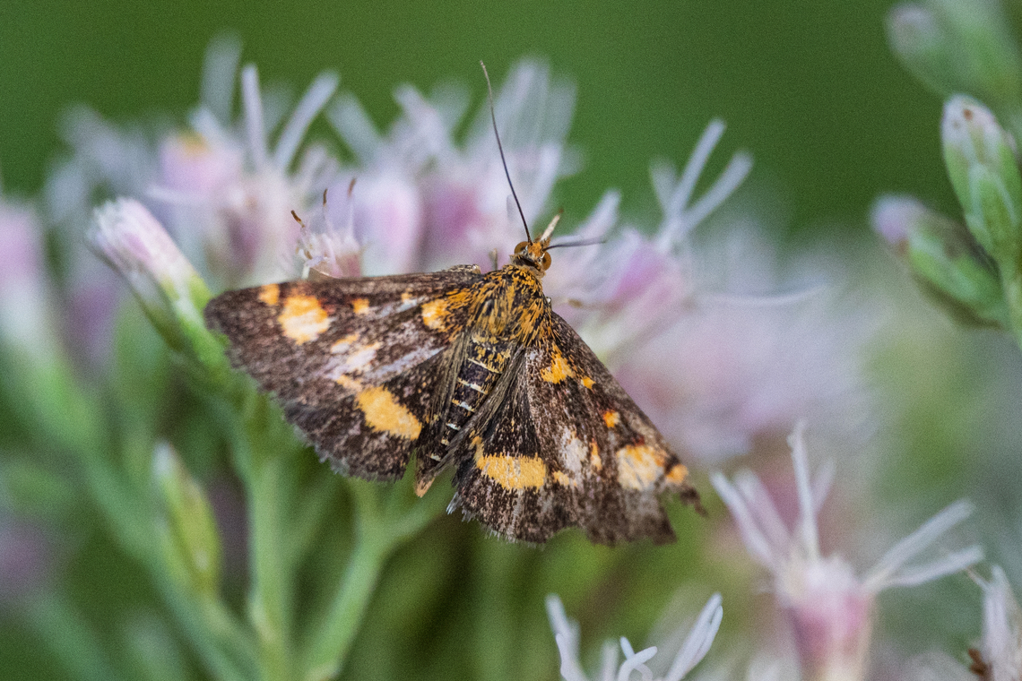Mint moth - Pyrausta aurata  Animalia,Arthropoda,Bulgaria,Crambidae,Europe,Geotagged,Insecta,Lepidoptera,Mint Moth,Minth Moth,Moths,Pyraloidea,Pyrausta aurata,Summer,Vrachanski Balkan Nature Park,Wildlife