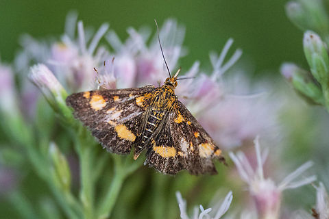 Mint moth - Pyrausta aurata  Animalia,Arthropoda,Bulgaria,Crambidae,Europe,Geotagged,Insecta,Lepidoptera,Mint Moth,Minth Moth,Moths,Pyraloidea,Pyrausta aurata,Summer,Vrachanski Balkan Nature Park,Wildlife