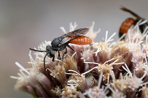 White-lipped Blood Bee - Sphecodes albilabris  Animalia,Apocrita,Apoid wasps,Apoidea,Arthropoda,Bees,Bulgaria,Europe,Geotagged,Halictidae,Hymenoptera,Insecta,Sphecodes albilabris,Sphecoid wasps,Summer,Vrachanski Balkan Nature Park,White-lipped Blood Bee,Wildlife