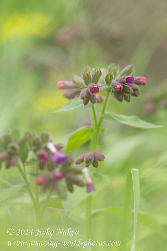 Pulmonaria obscura Unspotted lungwort Bulgaria,Geotagged,Pulmonaria obscura,Unspotted lungwort,asteraceae,nature,plant,wild flower
