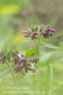 Pulmonaria obscura Unspotted lungwort Bulgaria,Geotagged,Pulmonaria obscura,Unspotted lungwort,asteraceae,nature,plant,wild flower