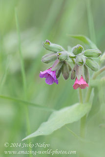 Pulmonaria obscura Unspotted lungwort Bulgaria,Geotagged,Pulmonaria obscura,Unspotted lungwort,asteraceae,nature,plant,wild flower