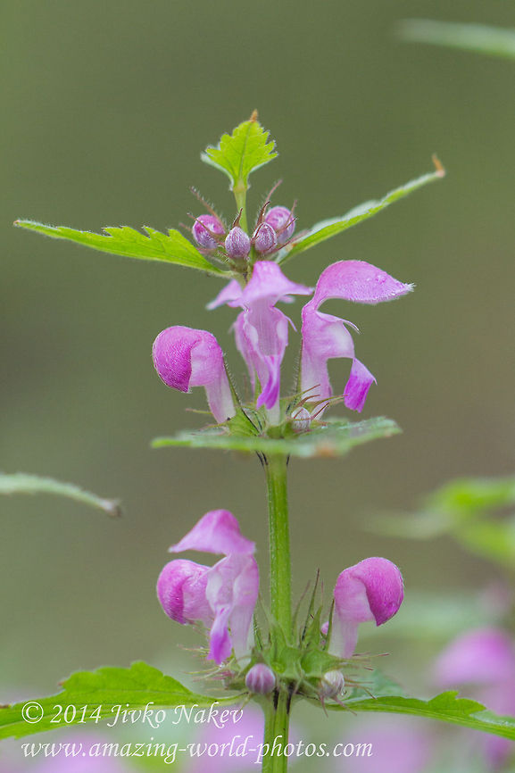 Spotted deadnettle Spotted deadnettle, syn. Spotted henbit, Purple dragon - Lamium maculatum Bulgaria,Geotagged,Lamium maculatum,Purple dragon,Spotted deadnettle,Spotted henbit,nature,plant,wild flower