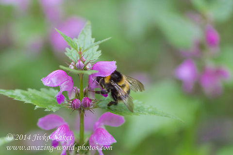 Spotted deadnettle Spotted deadnettle, syn. Spotted henbit, Purple dragon - Lamium maculatum with feedeing Bumble bee Bombus terrestris Bombus terrestris,Buff-tailed bumble bee,Bulgaria,Geotagged,Lamium maculatum,Purple dragon,Spotted deadnettle,Spotted henbit,nature,plant,wild flower