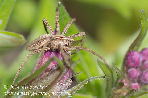 Nursery Web Spider Nursery Web Spider - Pisaura mirabilis Bulgaria,Geotagged,Nursery Web Spider,Nursery web spider,Pisaura mirabilis,animal,arachnida,araneae,fauna,nature