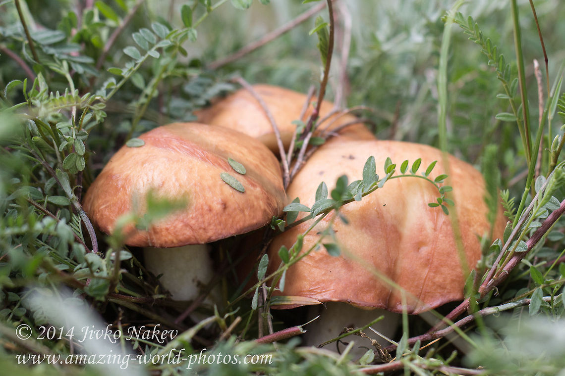 Bolete mushroom Suillus collinitus  Agaricales,Bolete mushroom,Bulgaria,Geotagged,Suillus collinitus,fungi,nature,pored mushroom