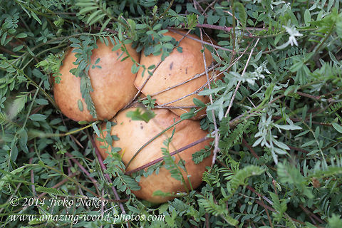 Bolete mushroom Suillus collinitus  Agaricales,Bolete mushroom,Bulgaria,Geotagged,Suillus collinitus,fungi,nature,pored mushroom