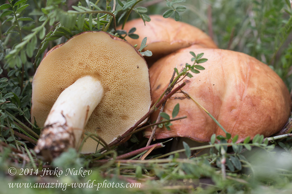 Bolete mushroom Suillus collinitus  Agaricales,Bolete mushroom,Bulgaria,Geotagged,Suillus collinitus,fungi,nature,pored mushroom