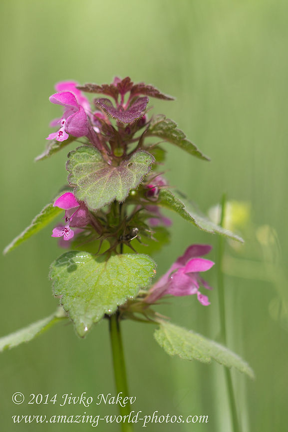 Red deadnettle Red deadnettle - Lamium purpureum Bulgaria,Geotagged,Lamium purpureum,Purple archangel,Purple deadnettle,Red Deadnettle,Red deadnettle,nature,plant,wild flower