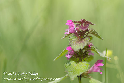 Red deadnettle Red deadnettle - Lamium purpureum Bulgaria,Geotagged,Lamium purpureum,Purple archangel,Purple deadnettle,Red Deadnettle,Red deadnettle,nature,plant,wild flower