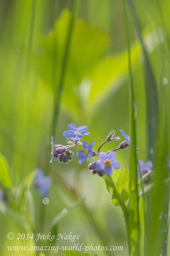 Wood forget-me-not Wood forget-me-not - Myosotis sylvatica Boraginaceae,Bulgaria,Geotagged,Myosotis sylvatica,Wood forget-me-not,blue flower,nature,plant,wild flower