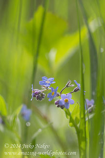 Wood forget-me-not Wood forget-me-not - Myosotis sylvatica Boraginaceae,Bulgaria,Geotagged,Myosotis sylvatica,Wood forget-me-not,blue flower,nature,plant,wild flower