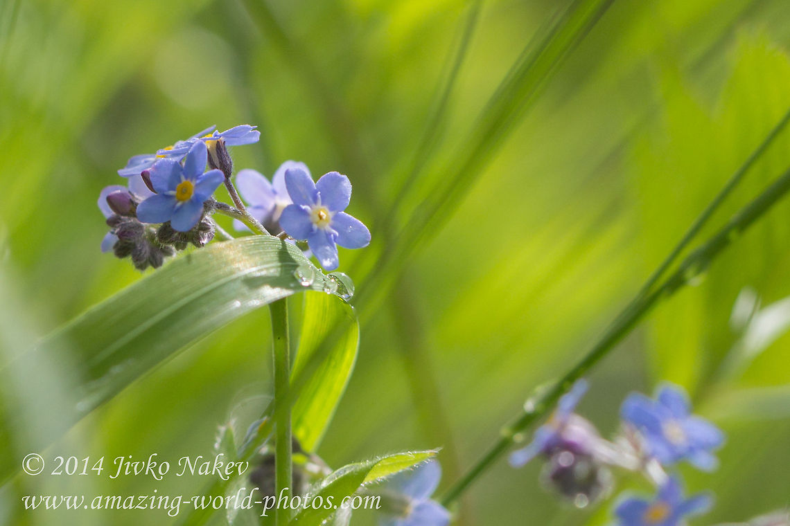 Wood forget-me-not Wood forget-me-not - Myosotis sylvatica Boraginaceae,Bulgaria,Geotagged,Myosotis sylvatica,Wood forget-me-not,blue flower,nature,plant,wild flower