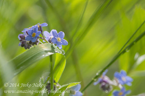 Wood forget-me-not Wood forget-me-not - Myosotis sylvatica Boraginaceae,Bulgaria,Geotagged,Myosotis sylvatica,Wood forget-me-not,blue flower,nature,plant,wild flower