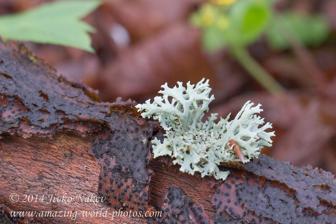 Antler like lichen - Oakmoss Evernia prunastri is an antler-like fruticose (hairy), &ldquo;oakmoss&rdquo; lichen that favors growth on decaying oak.  Bulgaria,Evernia prunastri,Geotagged,Lichen,Oakmoss,fungi,nature,symbiosis