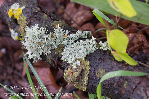 Antler like lichen - Oakmoss Evernia prunastri is an antler-like fruticose (hairy), “oakmoss” lichen that favors growth on decaying oak.  Bulgaria,Evernia prunastri,Geotagged,Lichen,Oakmoss,fungi,nature,symbiosis