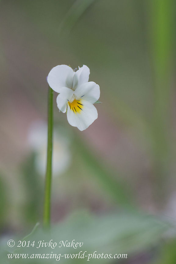 Field pansy - white viola Field pansy - Viola arvensis Bulgaria,Field pansy,Geotagged,Viola arvensis,nature,plant,white flower,white viola,wild flower