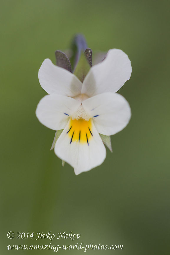 Field pansy - white viola Field pansy - Viola arvensis Bulgaria,Field pansy,Geotagged,Viola arvensis,nature,plant,white flower,white viola,wild flower