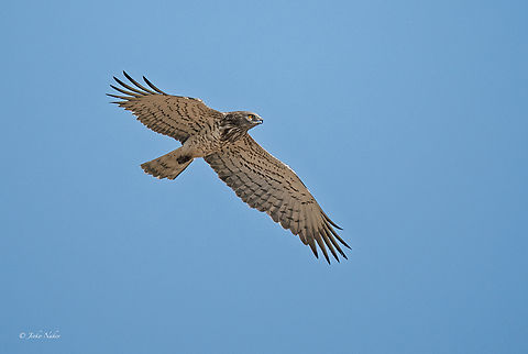 Short-toed snake eagle - Circaetus gallicus  Accipitridae,Accipitriformes,Animalia,Aves,Bird of prey,Chordata,Circaetus gallicus,Europe,Geotagged,Greece,Short-toed Snake Eagle,Short-toed snake eagle,Summer,Wildlife